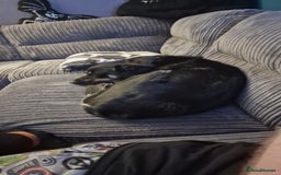 Mixed Breed dogs for sale: Collie x rottie beautiful boy - Image 3