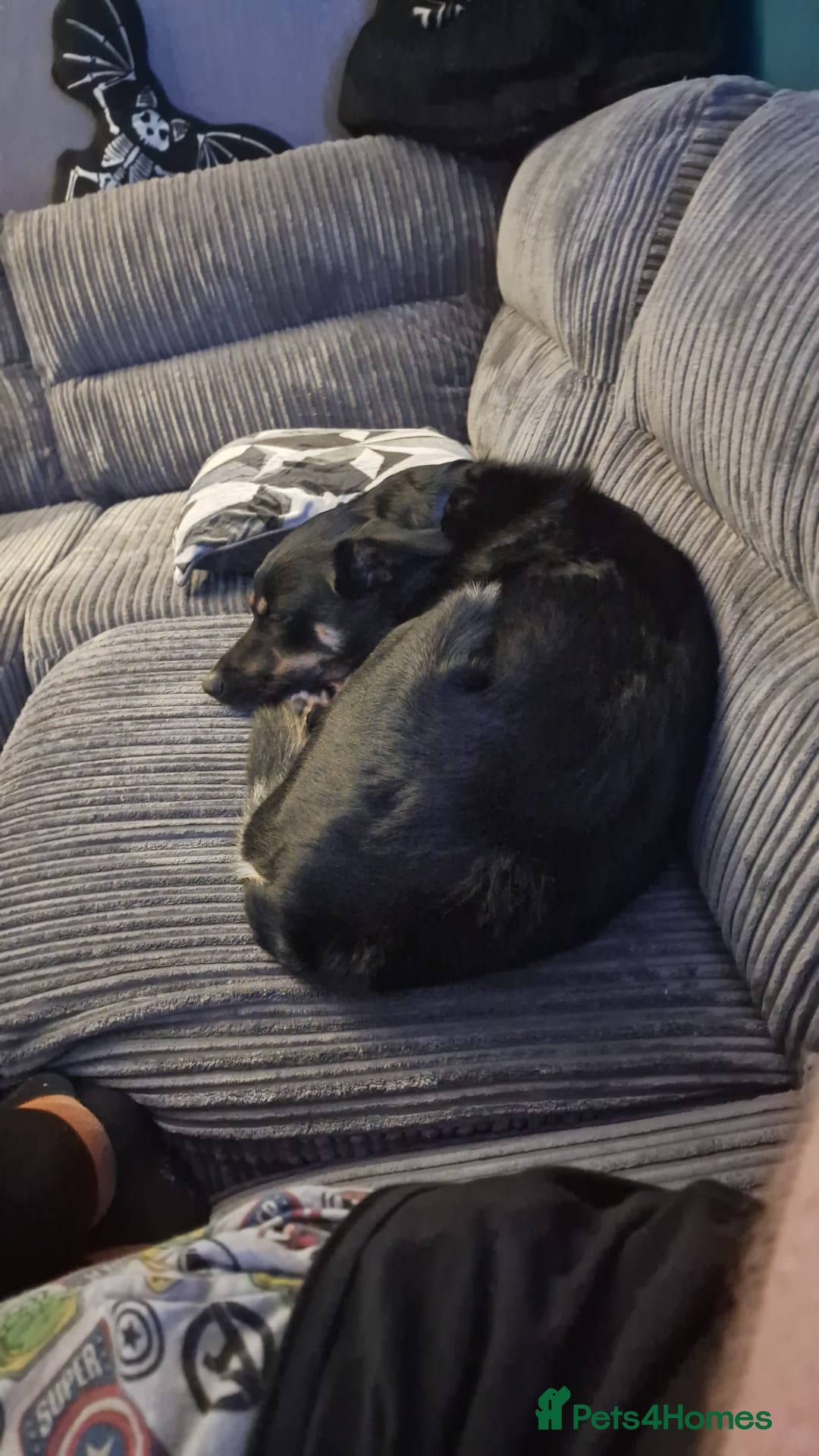 Mixed Breed dogs for sale: Collie x rottie beautiful boy - Image 3
