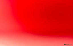 Domestic Shorthair cats for sale: One kitten and one cat (not related  - Image 8