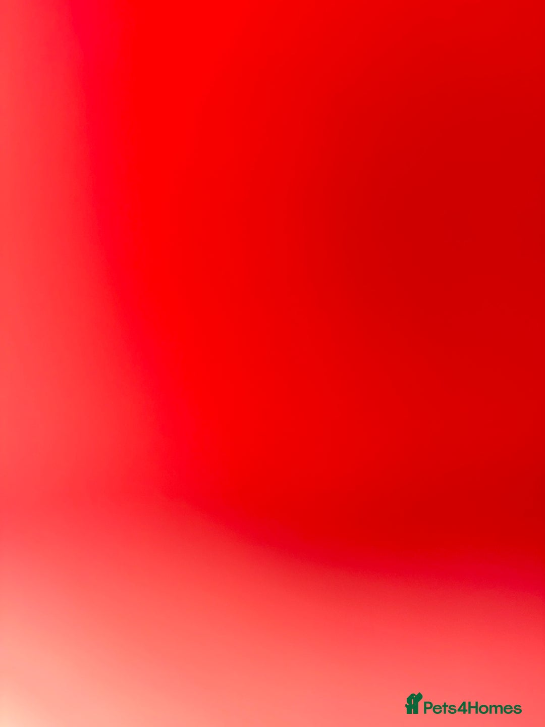 Domestic Shorthair cats for sale: One kitten and one cat (not related  - Image 8