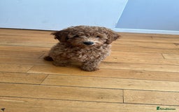 Toy Poodle dogs for sale: Golden Brown Toy Poodle  - Image 5