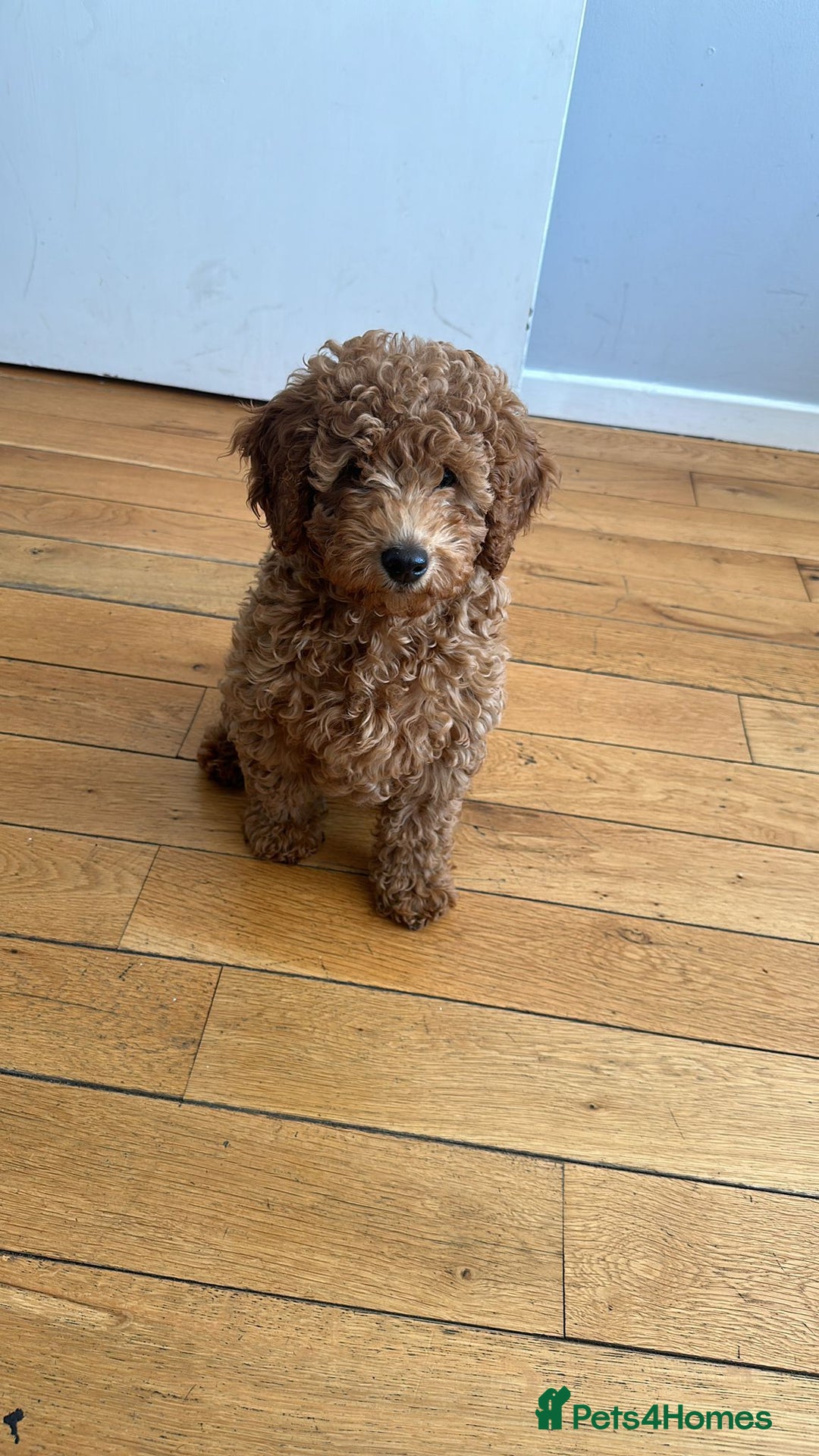 Toy Poodle dogs for sale: Golden Brown Toy Poodle  - Image 5