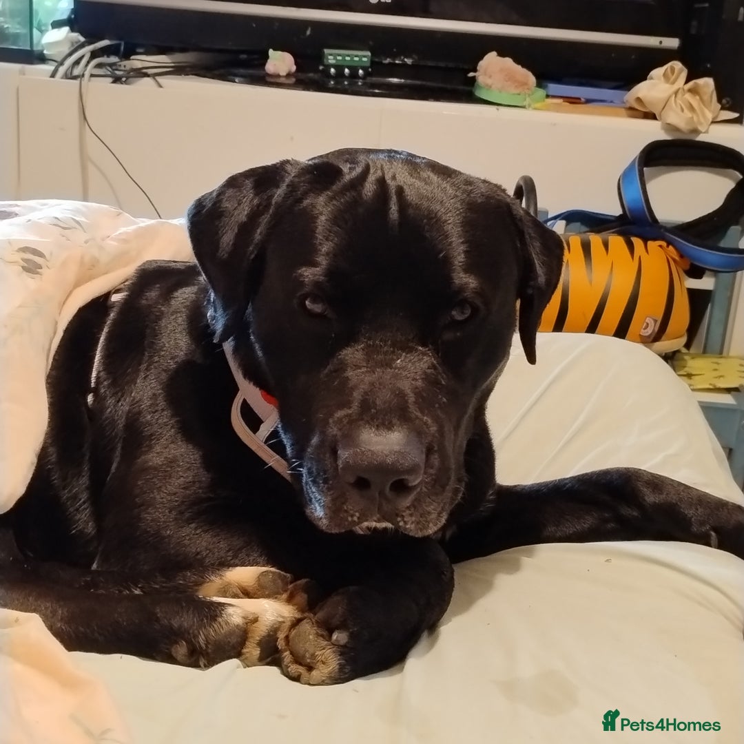 Mixed Breed dogs for sale: Loving Labrador cross for forever home  - Image 3