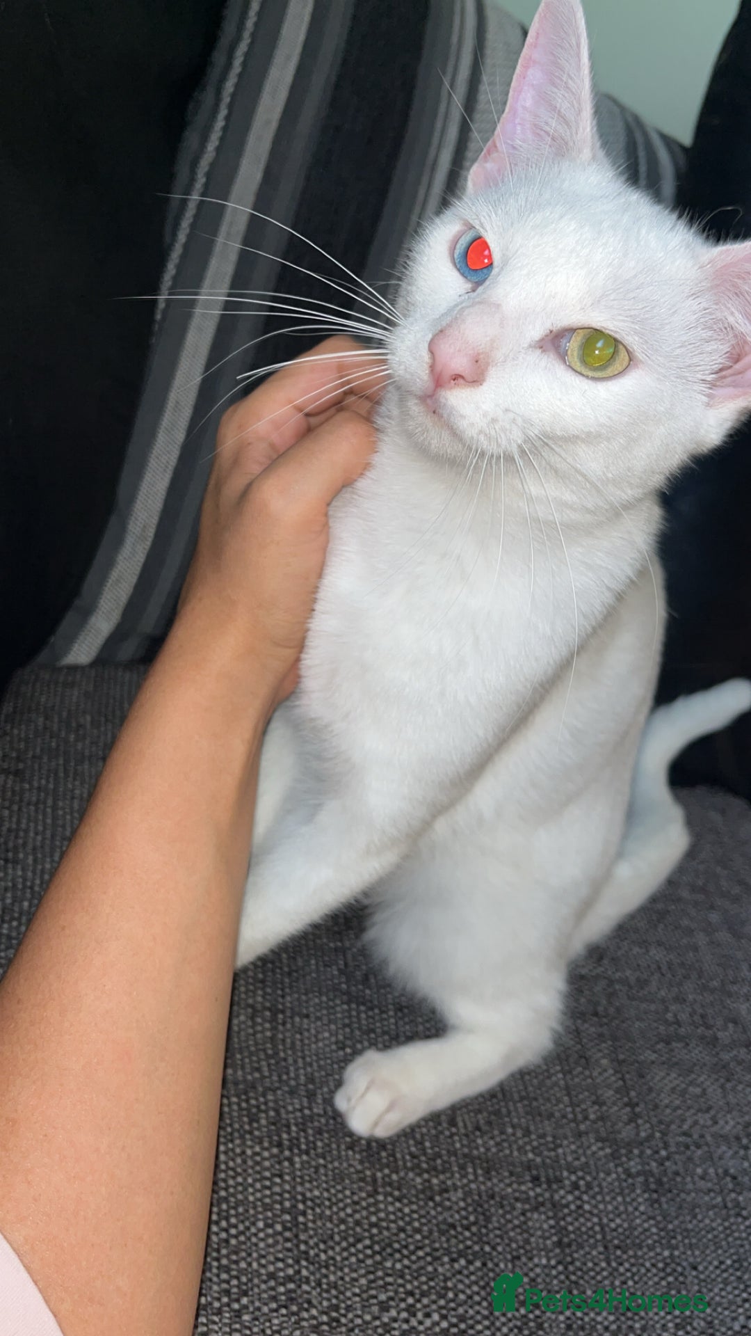 American Shorthair cats for sale: 2 females 1 white male ******s £20 - Advert 2