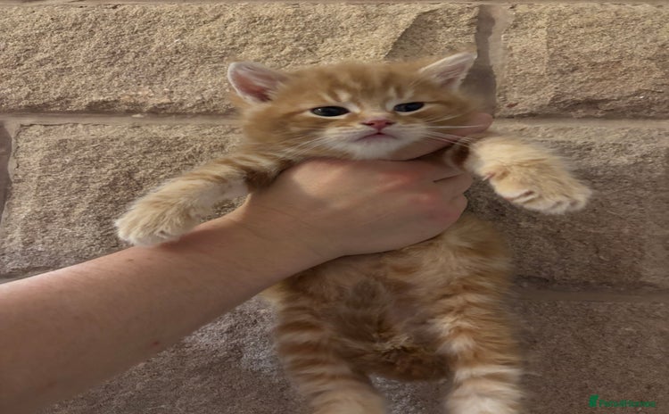 Mixed Breed cats Gorgeous kittens READY TODAY 2LEFT  - Advert 8