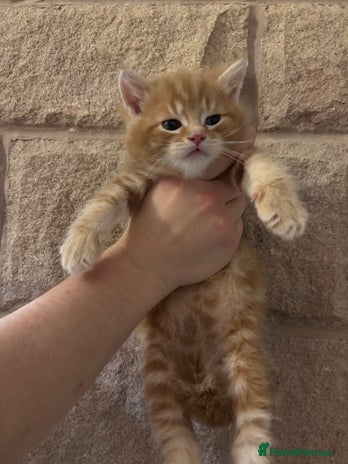 Mixed Breed cats Gorgeous kittens READY TODAY 2LEFT - Advert 8