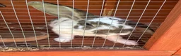 Dwarf Lop rabbits for sale: Snowy jimmy - Advert 1