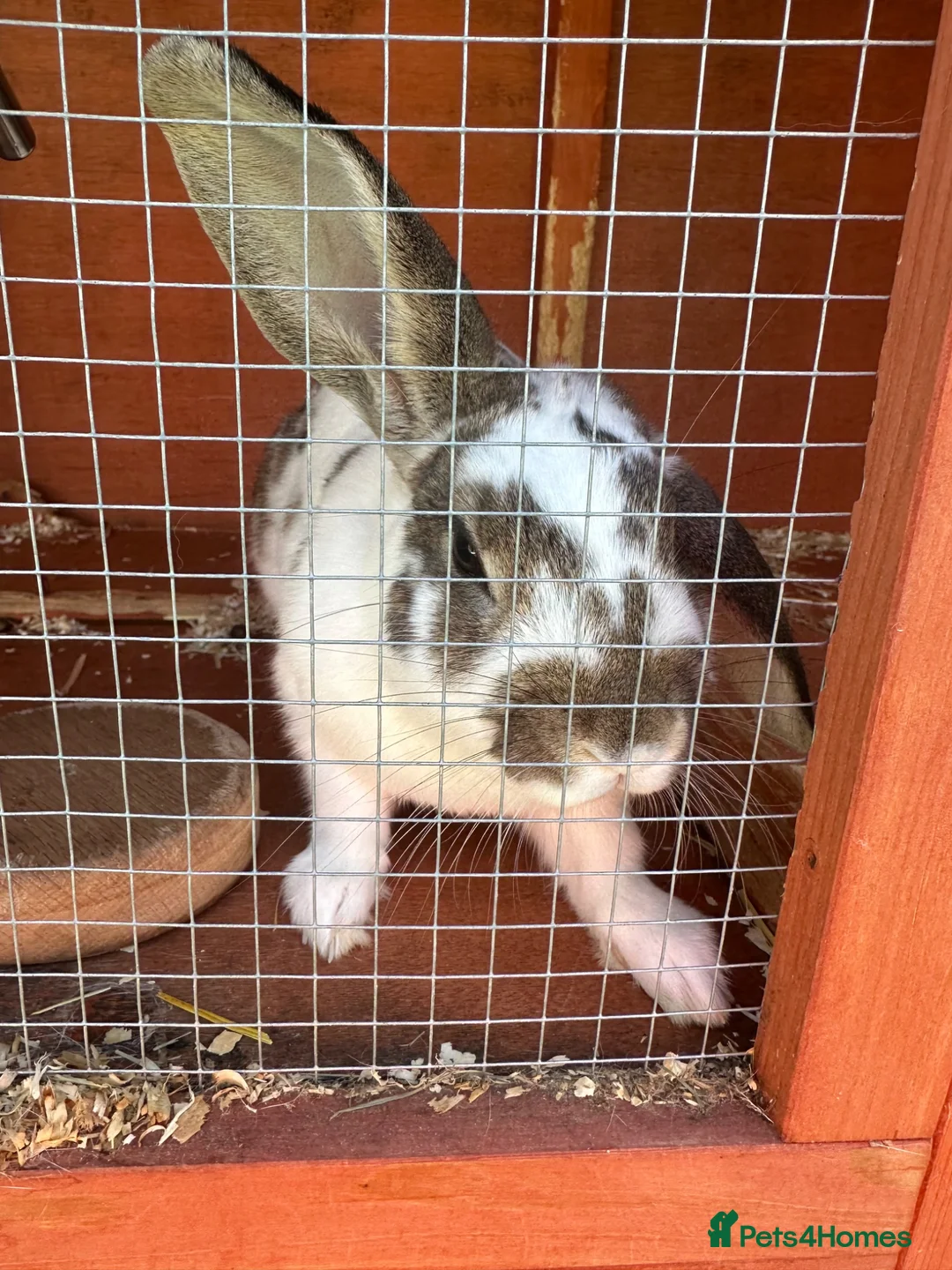 Dwarf Lop rabbits for sale: Snowy jimmy - Advert 1