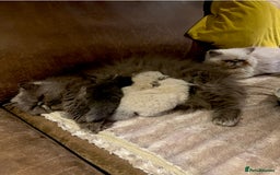 Persian cats for sale: Colourpoint peke faced Persian kittens ready to go - Image 4