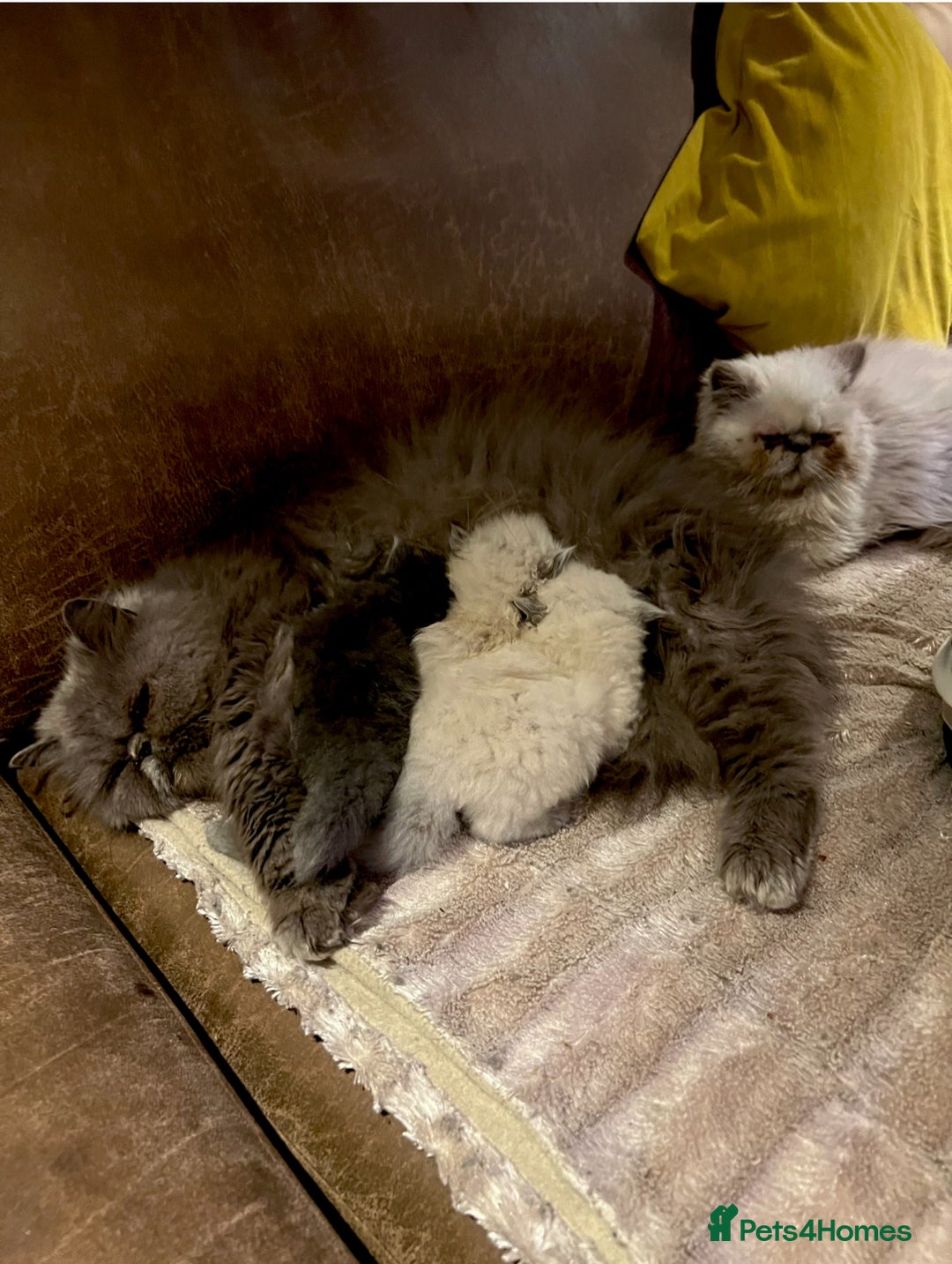 Persian cats for sale: Colourpoint peke faced Persian kittens ready to go - Image 4