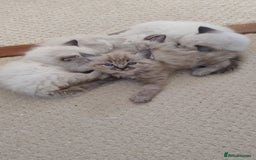 Ragdoll cats for sale: Sweet natured pure bred Ragdoll kittens  - Image 3