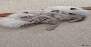 Ragdoll cats - Advert 16