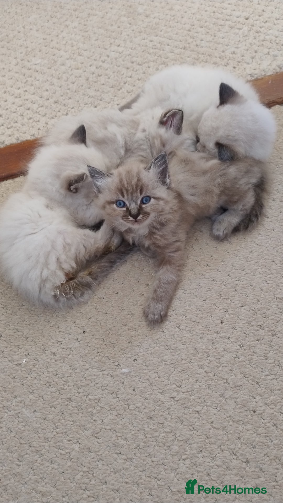 Ragdoll cats for sale: Sweet natured pure bred Ragdoll kittens  - Image 3