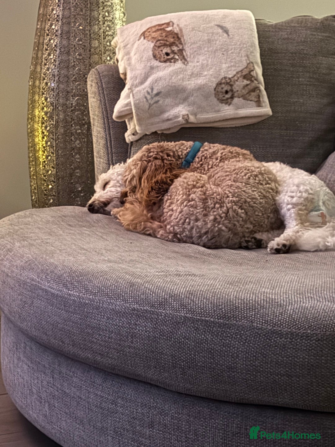 Mixed Breed dogs for sale: Cavachon Puppies for Sale  - Image 13