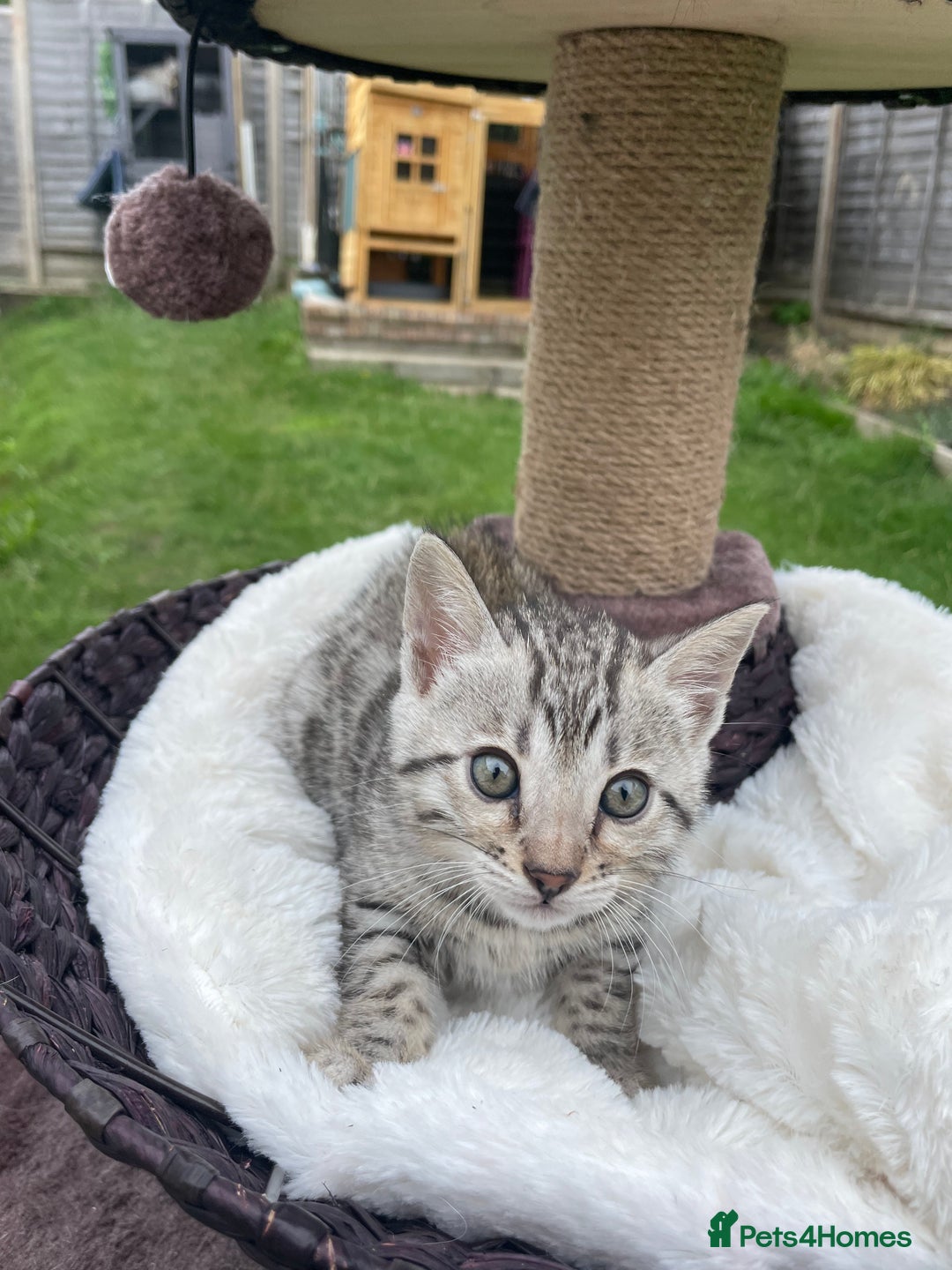 Bengal cats for sale: 3 Pure Bengals left  - Image 16