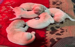 Golden Retriever dogs for sale: Beautiful Chunky Goldie’s  - Image 13