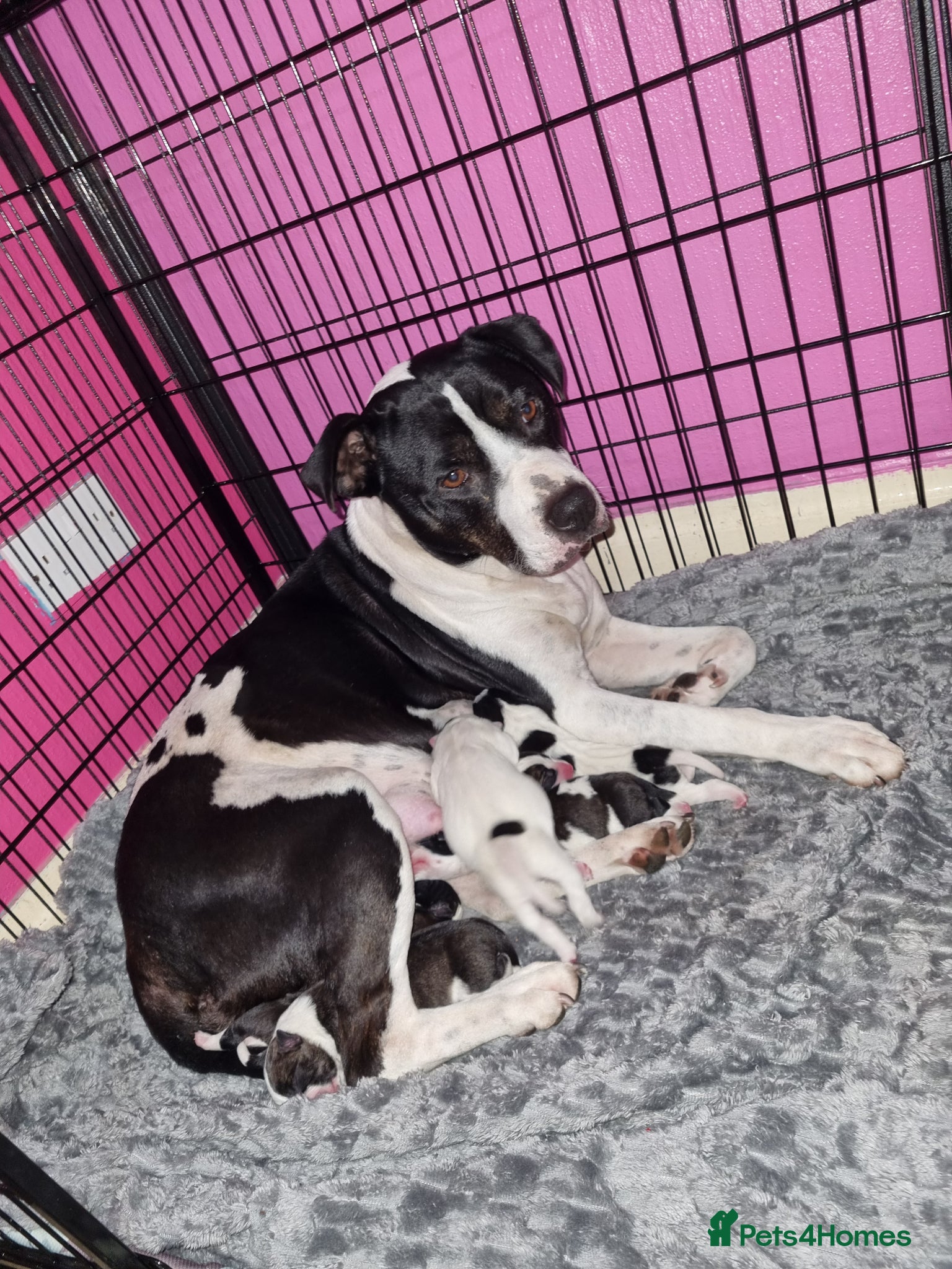 Staffordshire Bull Terrier dogs Staffordshire Bull Terrier Pups - Advert 9