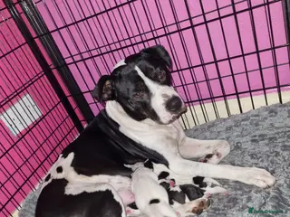 Staffordshire Bull Terrier dogs Staffordshire Bull Terrier Pups - Advert 1