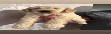 Goldendoodle Puppy girl 4