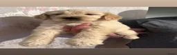 Goldendoodle dogs for sale: Beautiful medium sized goldendoodle puppies  - Advert 8