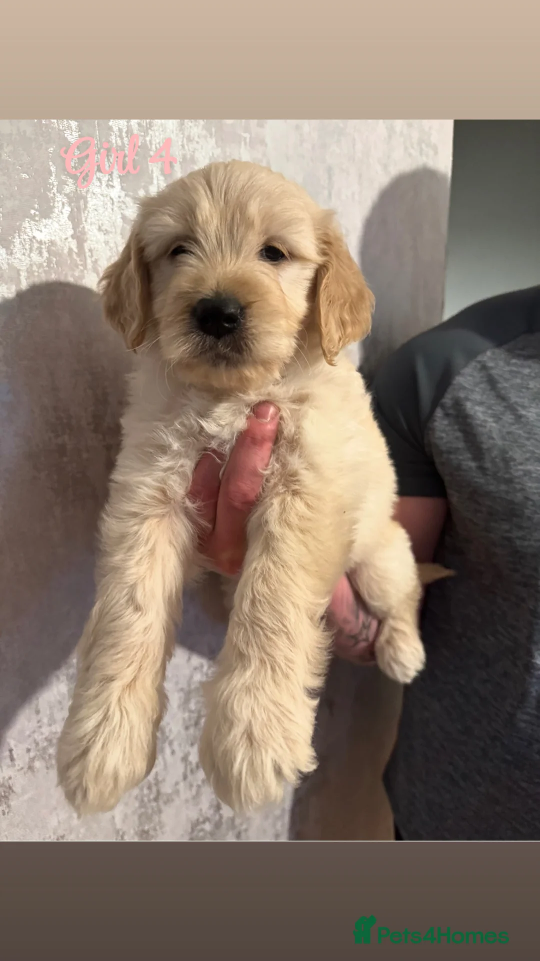 Goldendoodle dogs for sale: Beautiful medium sized goldendoodle puppies  - Advert 8