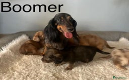 Miniature Dachshund dogs for sale: Miniature longhair dachshunds health test parents  - Image 1