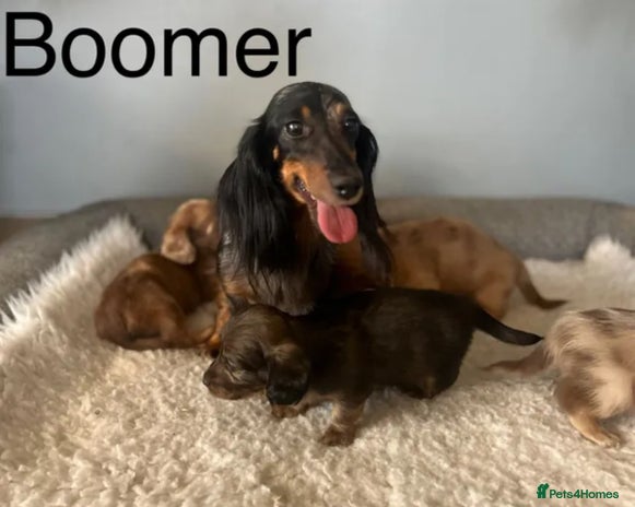 Miniature Dachshund dogs - Advert 14