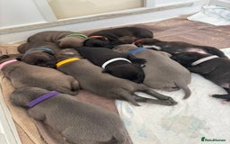 Staffordshire Bull Terrier dogs for sale: Beautiful Staffordshire Bull Terrier Puppies - Image 1