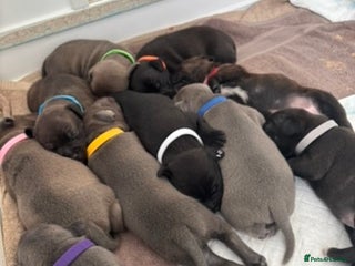 Staffordshire Bull Terrier dogs - Advert 17