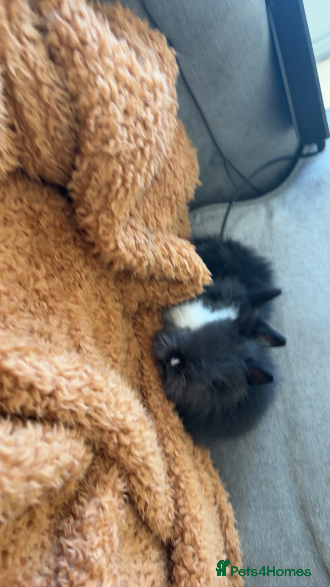 Lionhead rabbits for sale: Lionheads for sale  - Advert 2