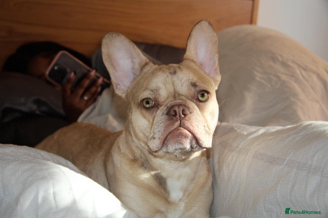 French Bulldog dogs for sale: 🐶 Meet Malibu – Looking for a Forever Home ❤️ - Image 3