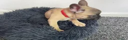 French Bulldog dogs for sale: French Bulldog Pups Looking for a Loving Home in Liverpool - Advert 4