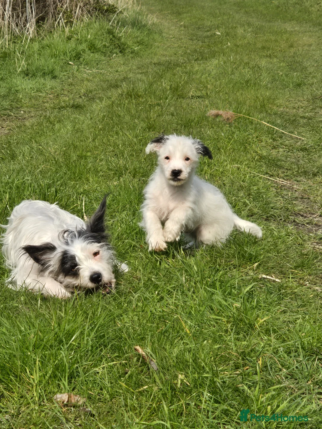 Jack Russell dogs for sale: Jack russel boy - Advert 4