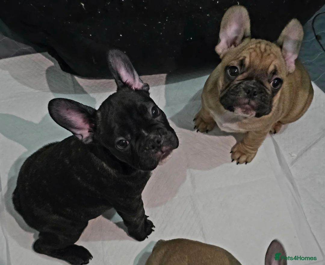 French Bulldog dogs for sale: Beautiful French bulldog  - Advert 21