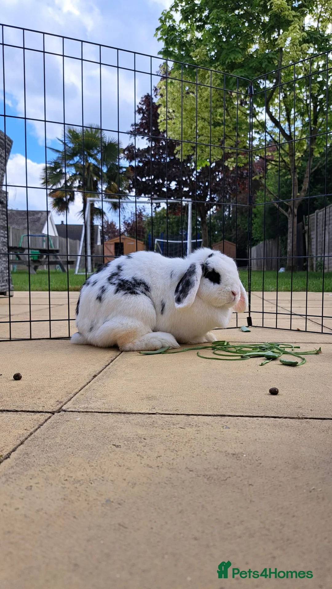 Mini Lop rabbits for sale: Mini lop femail rabbitt - Advert 3