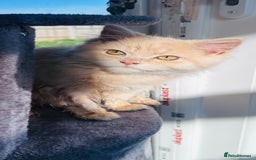 Persian cats for sale: Persian cross Kitten  - Image 3