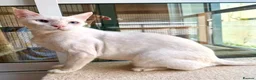 Domestic Shorthair cats for adoption: Male Indoor Cat for Adoption - Advert 7