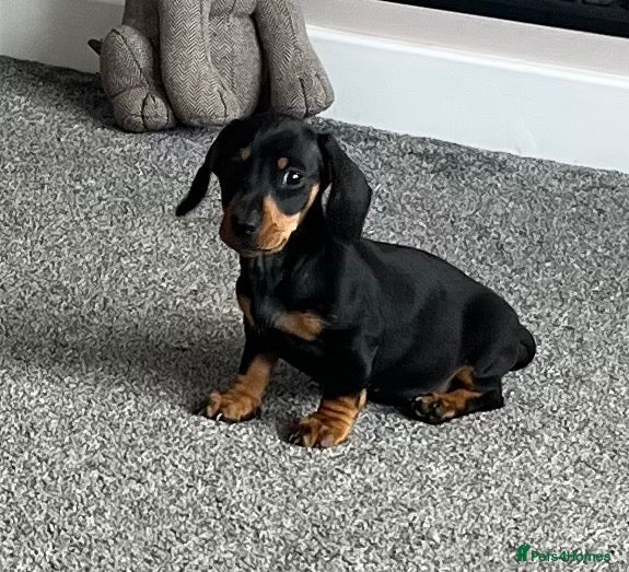 Miniature Dachshund dogs Beautiful little girl.  - Advert 2