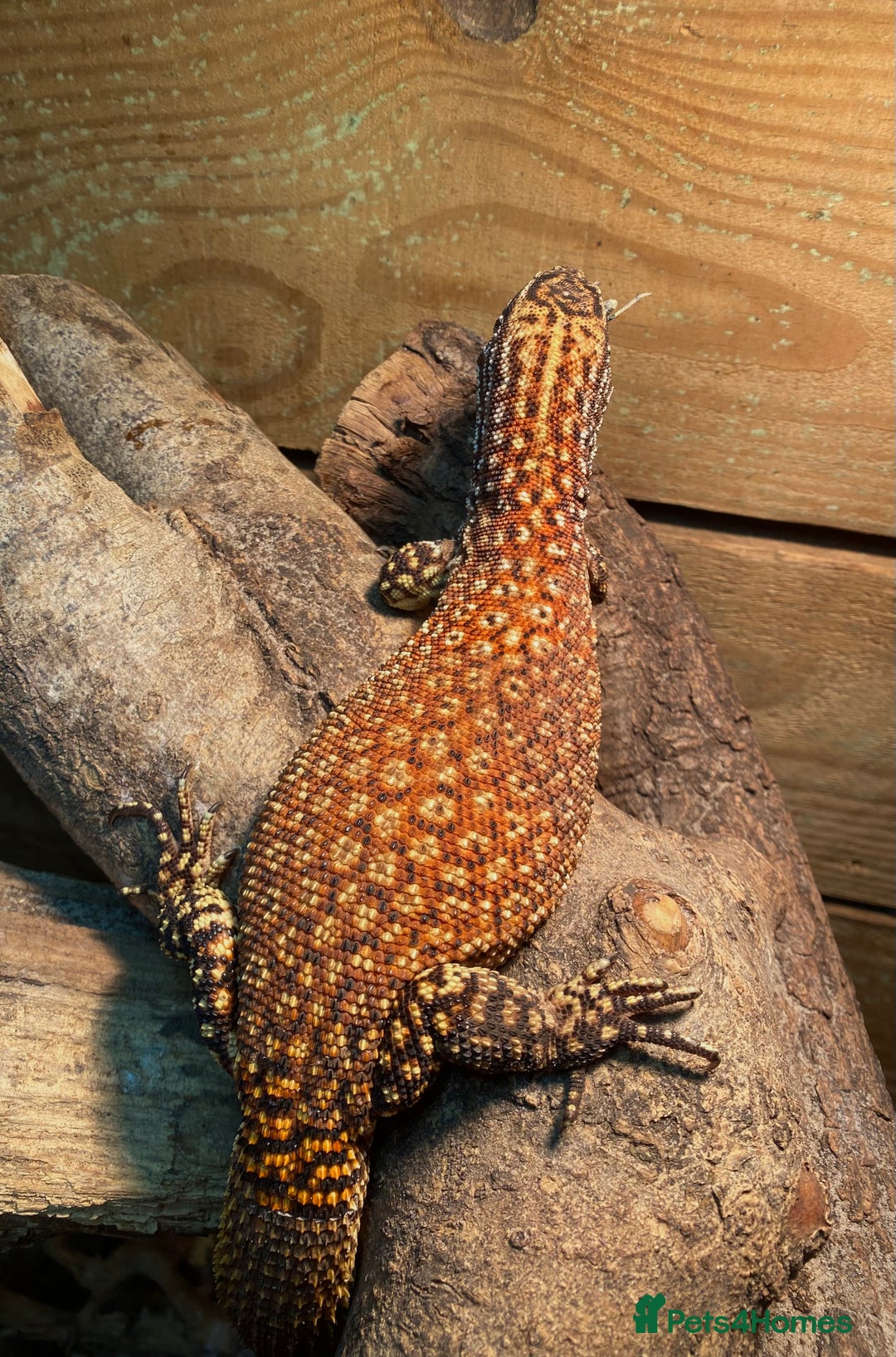 Monitor reptiles for sale: RED ACKIE MONITOR FOR SALE  - Image 2