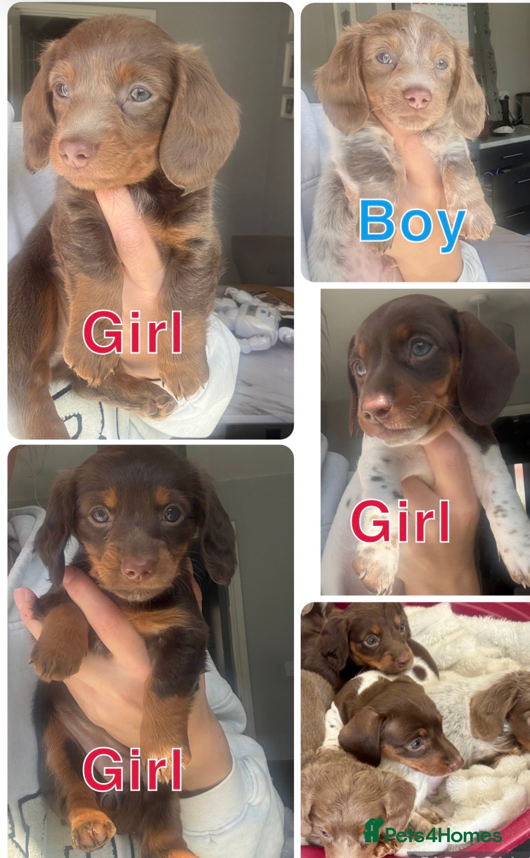 Miniature Dachshund dogs miniature dachshunds for sale  - Advert 13