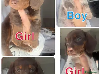 Miniature Dachshund dogs miniature dachshunds for sale - Advert 13