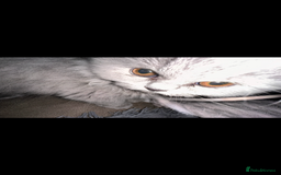 British Longhair cats for sale: British long hair  - Advert 10