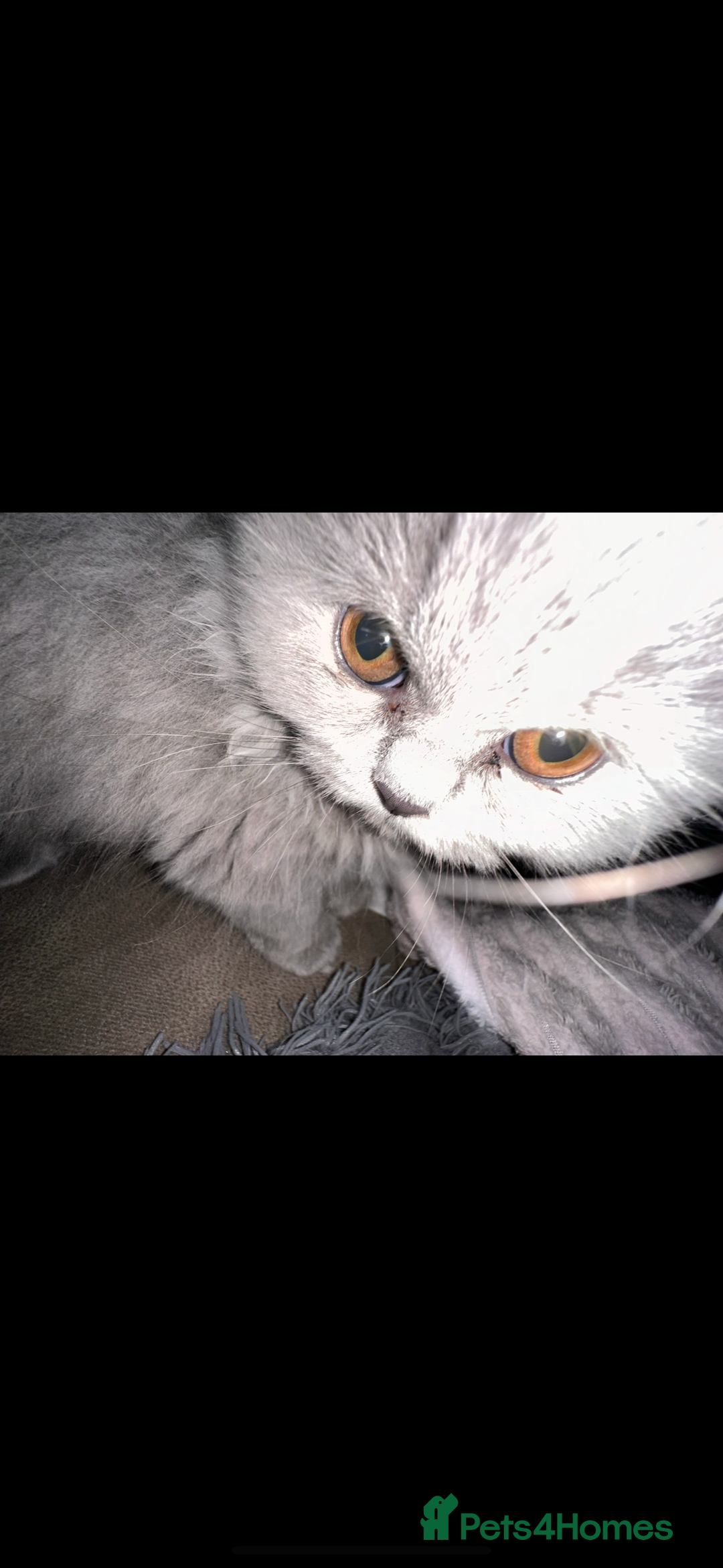 British Longhair cats for sale: British long hair  - Advert 10