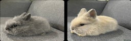 Lionhead rabbits for sale: Adorable Lionhead bunnies - Advert 1