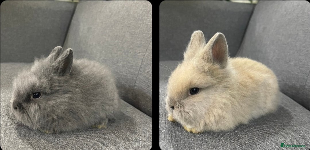 Lionhead rabbits for sale: Adorable Lionhead bunnies - Advert 1