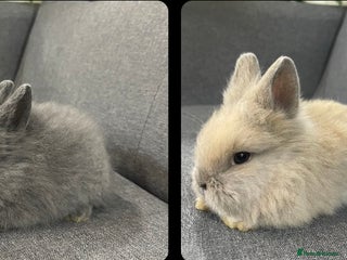 Lionhead rabbits Lionhead bunnies - Advert 4