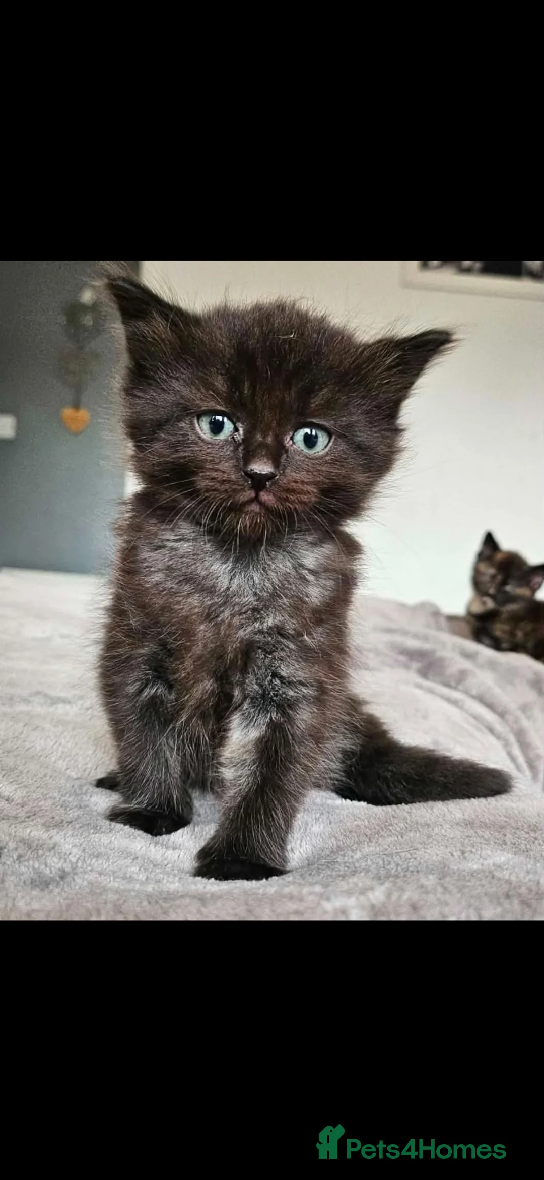 British Longhair cats for sale: 6 beautiful kittens  - Advert 7