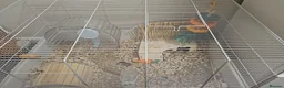 Hamster rodents for sale: Syrian hamster with set up - Advert 11