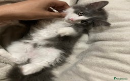 British Longhair cats for sale: Grey cute British Longhair male  - Image 3