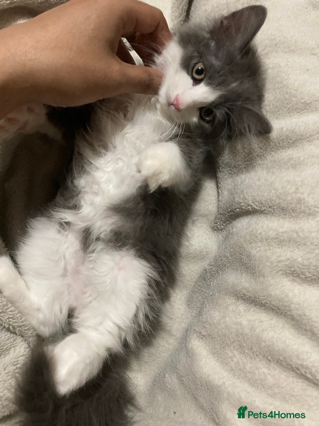 British Longhair cats for sale: Grey cute British Longhair male  - Image 3